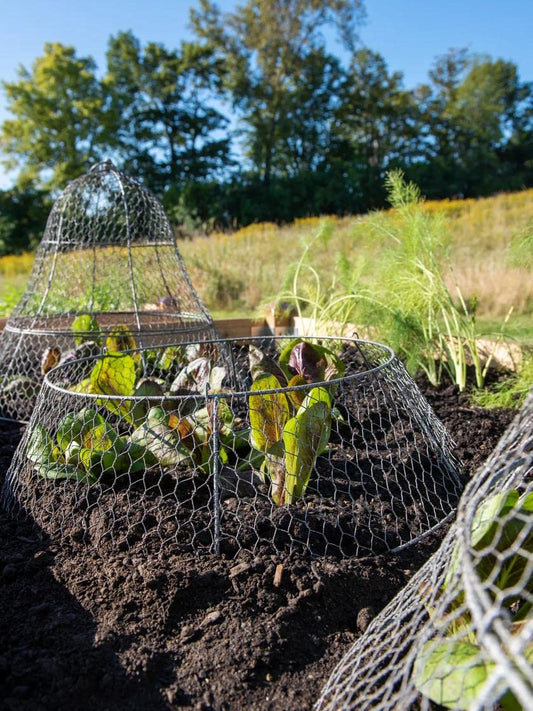 Sturdy Metal Garden Protection for Your Crops and Seedlings