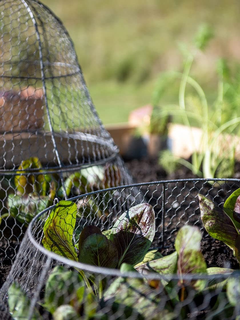Sturdy Metal Garden Protection for Your Crops and Seedlings