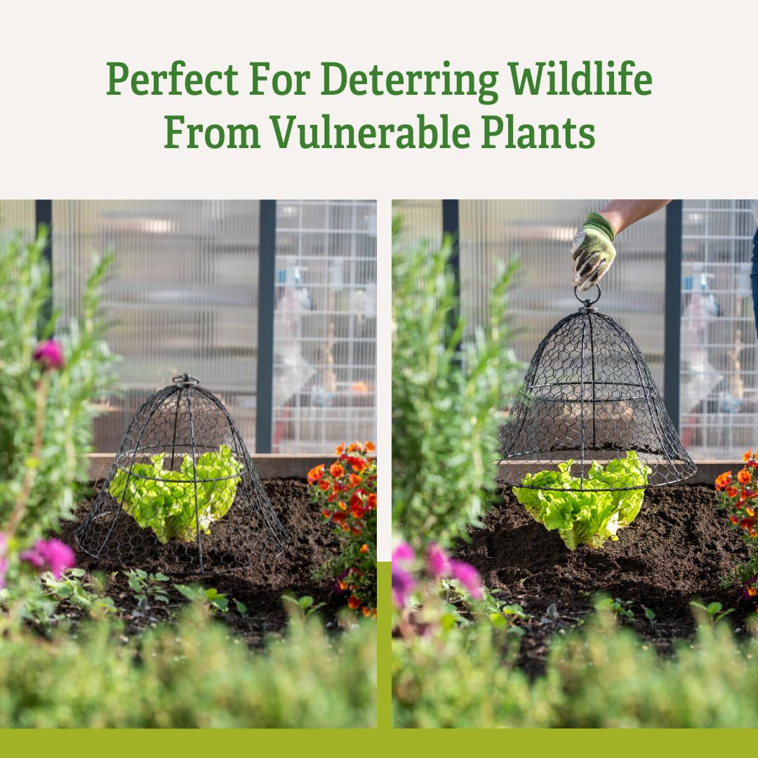 Sturdy Metal Garden Protection for Your Crops and Seedlings