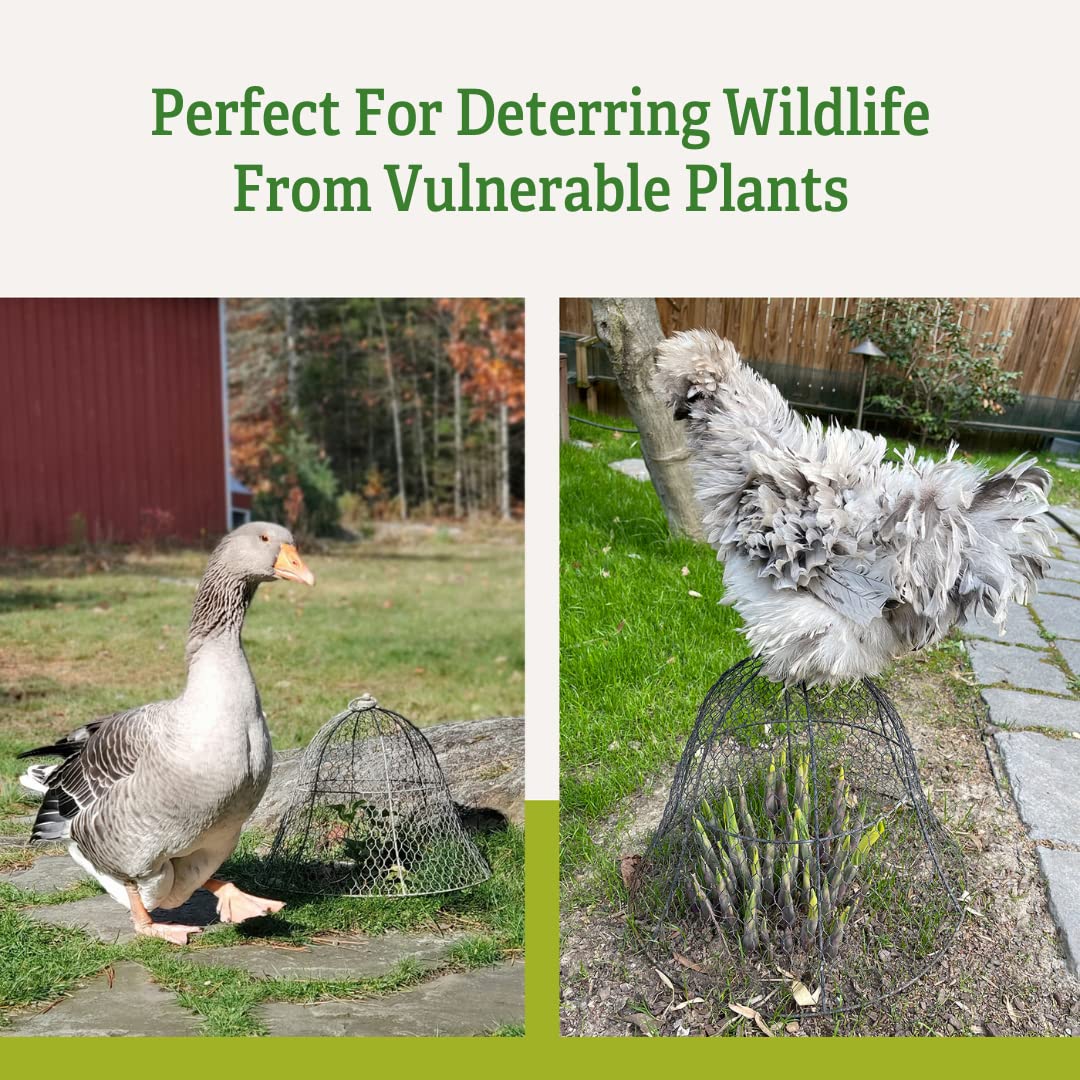 Sturdy Metal Garden Protection for Your Crops and Seedlings