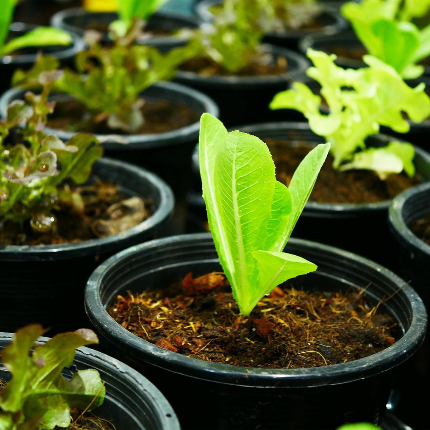 Plant Pots,Black Plastic Pots with Drainage Holes