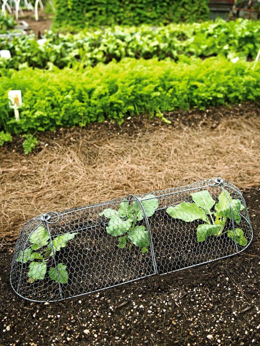 Sturdy Metal Garden Protection for Your Crops and Seedlings