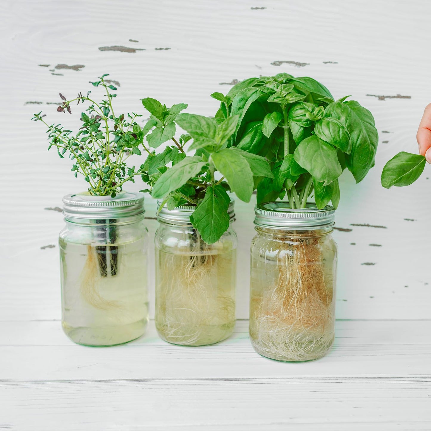 Non-GMO Heirloom Seeds 20,000+ Assorted Varieties available