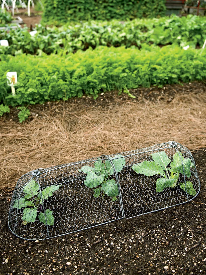 Sturdy Metal Garden Protection for Your Crops and Seedlings