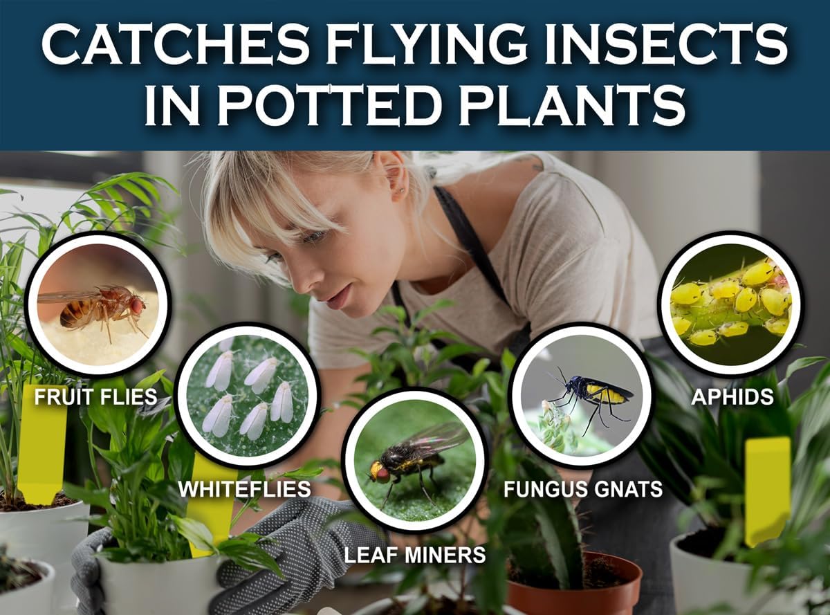 Yellow Stake Sticky Insect/Bug Traps - Catch and Kill Fungus Gnats, Whiteflies, Mosquitos, Aphids, Leaf Miners, Flying Insect Catcher Glue Trappers for Indoor or Outdoor