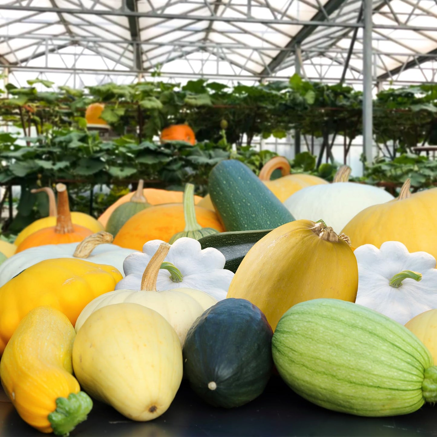 Non-GMO Heirloom Seeds 20,000+ Assorted Varieties available