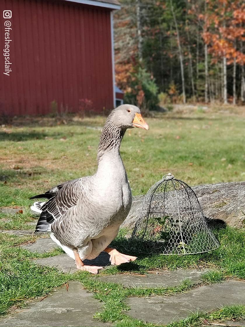 Sturdy Metal Garden Protection for Your Crops and Seedlings