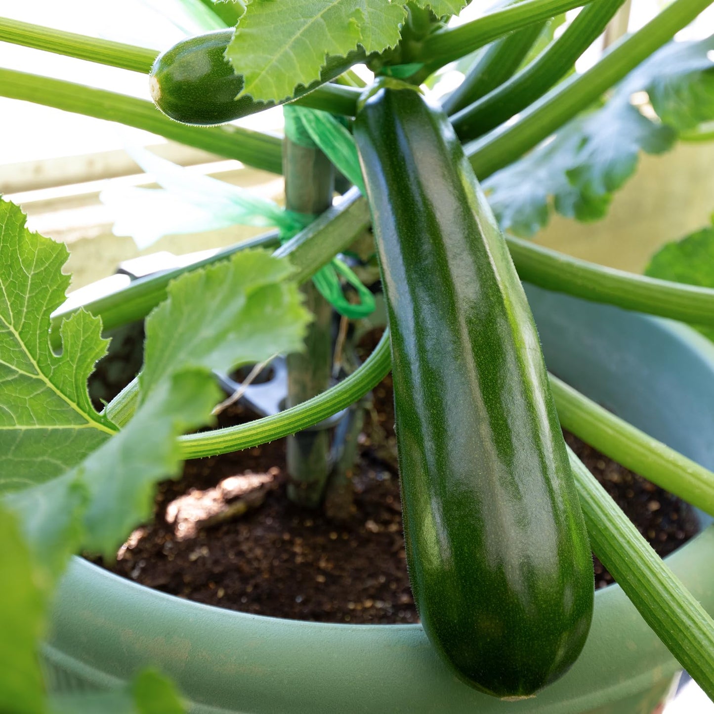 Non-GMO Heirloom Seeds 20,000+ Assorted Varieties available