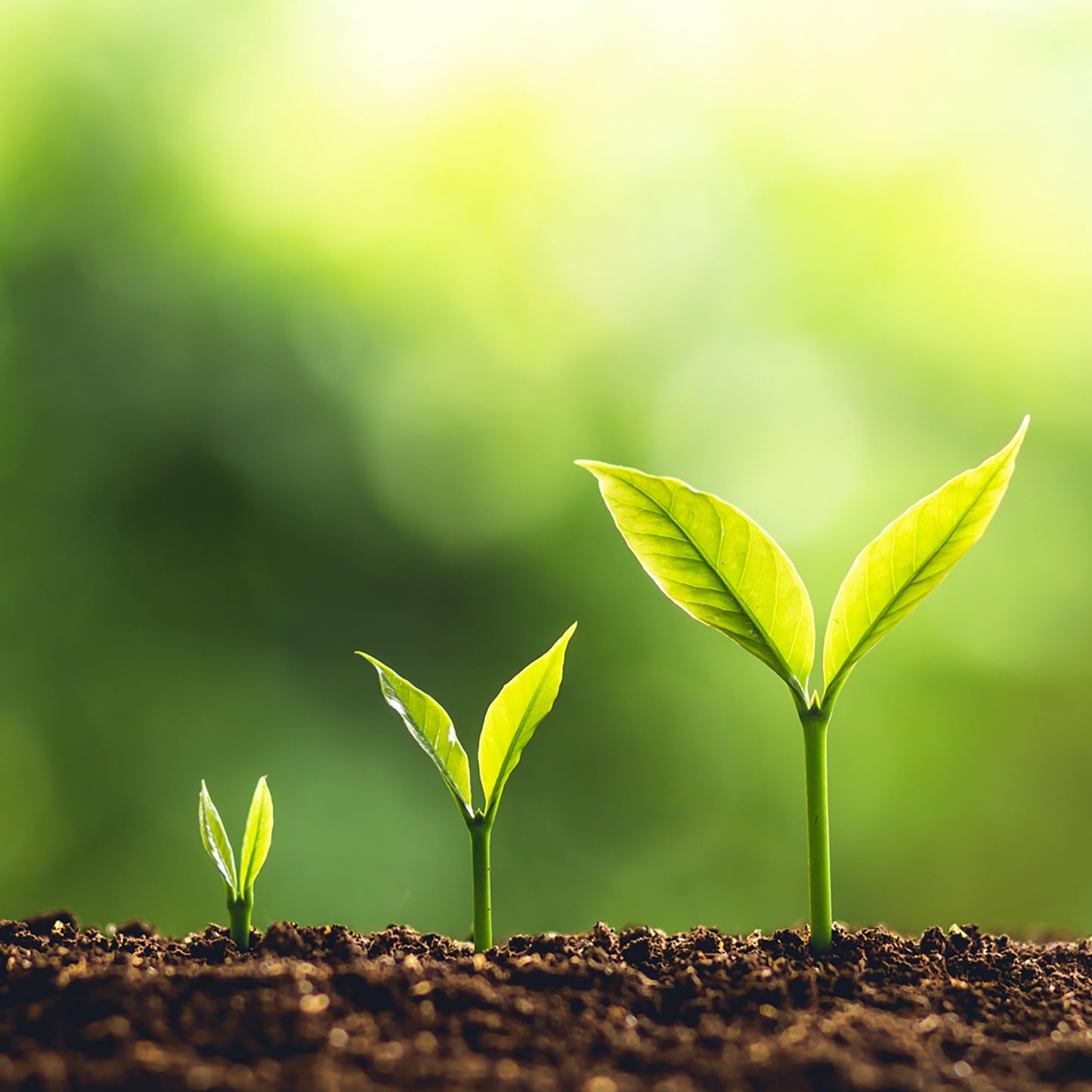 Granular Garden Fertilizer, Easy Plant Care Fertilizer for Vegetable Gardens and Tomato Plants