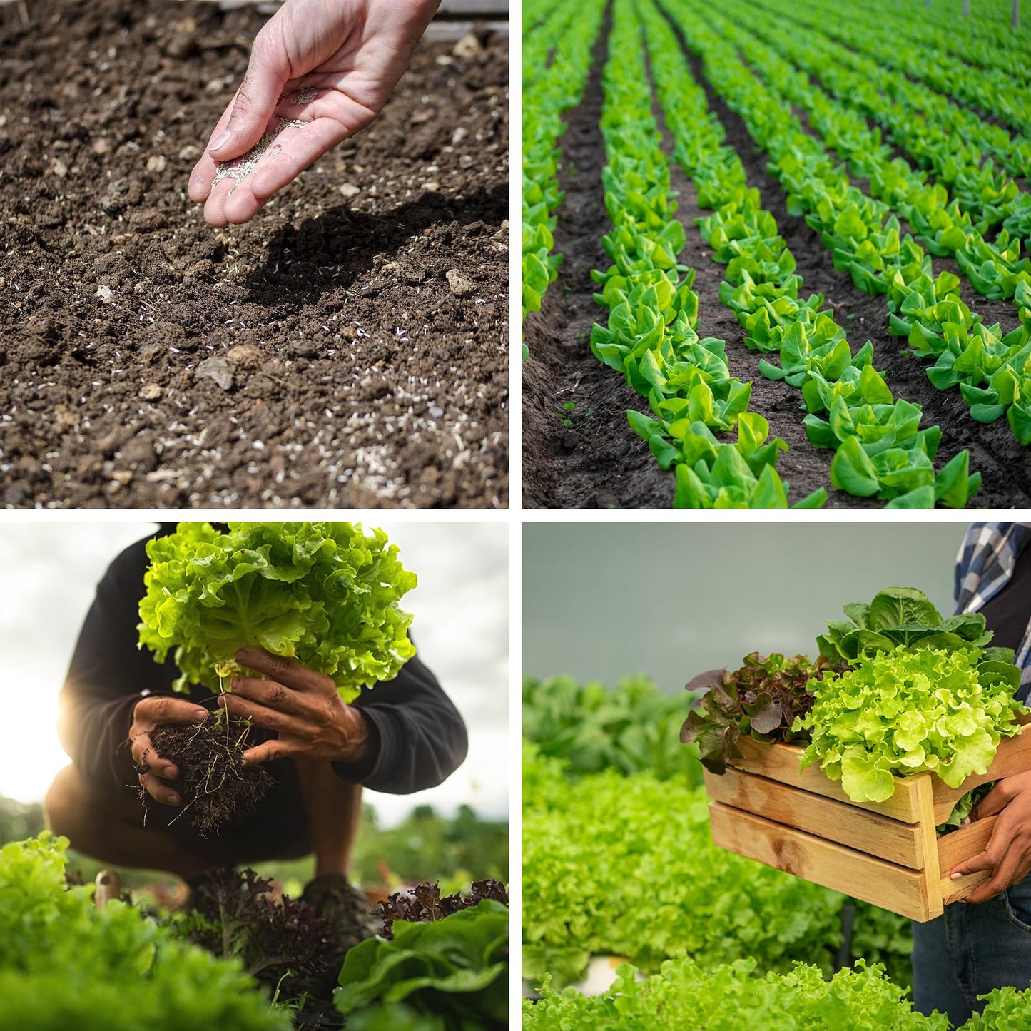 Non-GMO Heirloom Seeds 20,000+ Assorted Varieties available