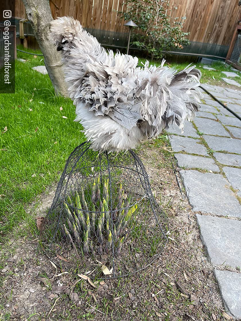 Sturdy Metal Garden Protection for Your Crops and Seedlings