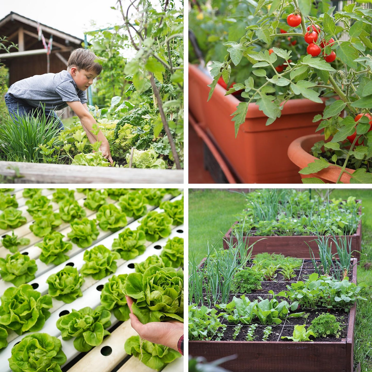 Non-GMO Heirloom Seeds 20,000+ Assorted Varieties available