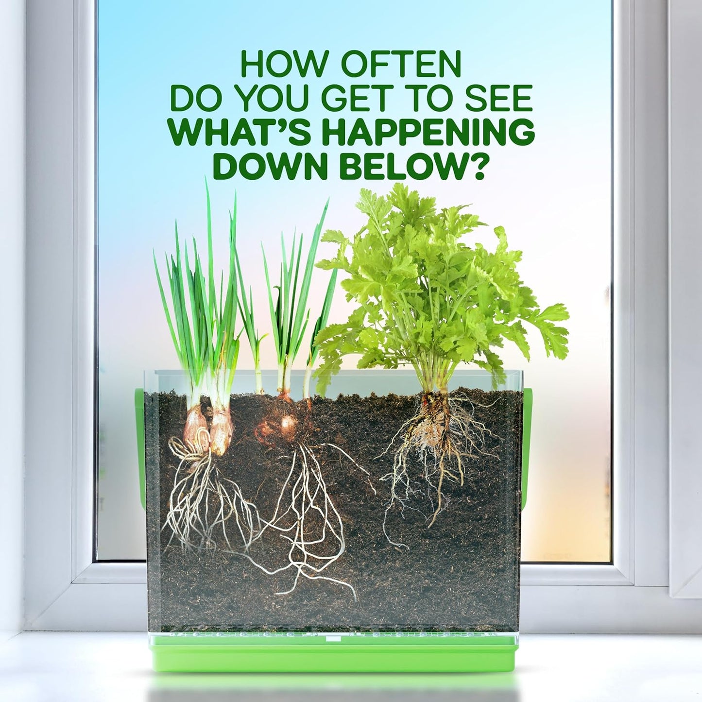 Grow Your Own Plant for Boys & Girls