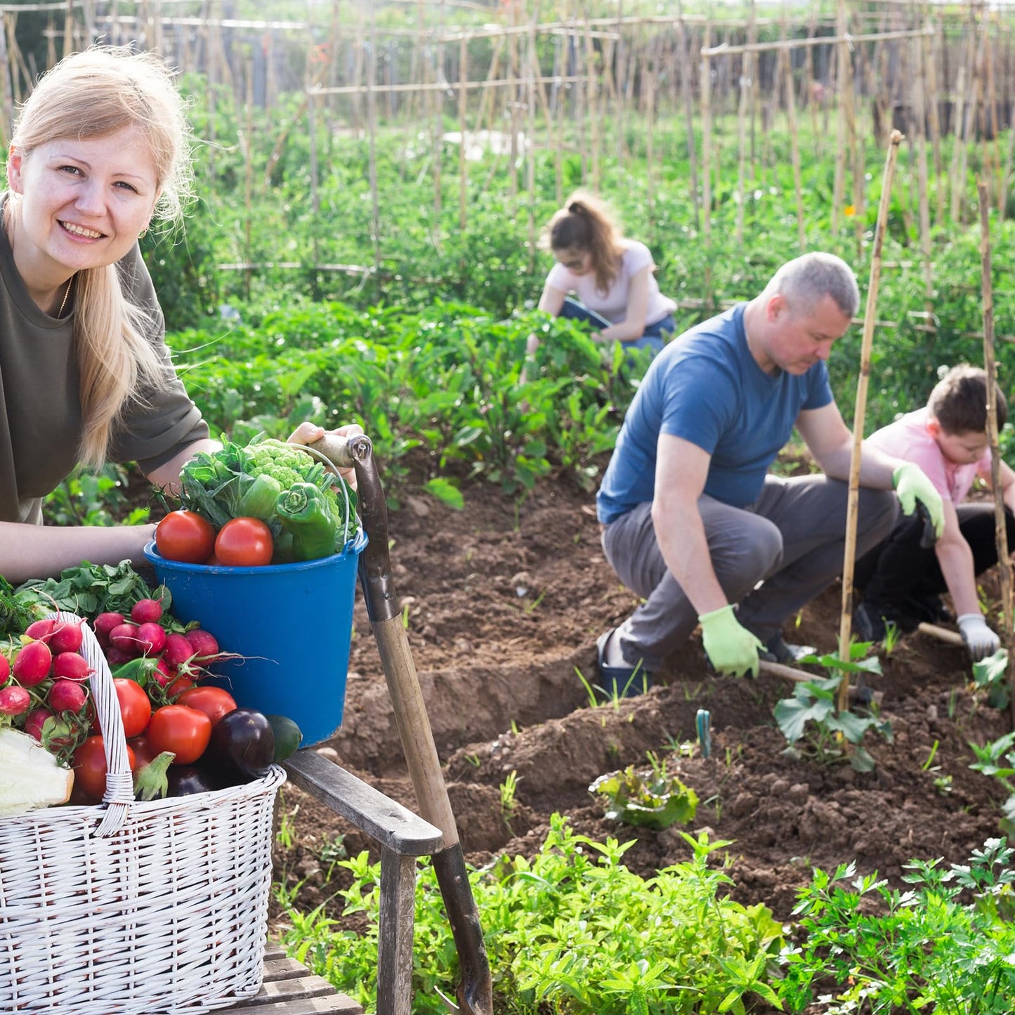 Non-GMO Heirloom Seeds 20,000+ Assorted Varieties available