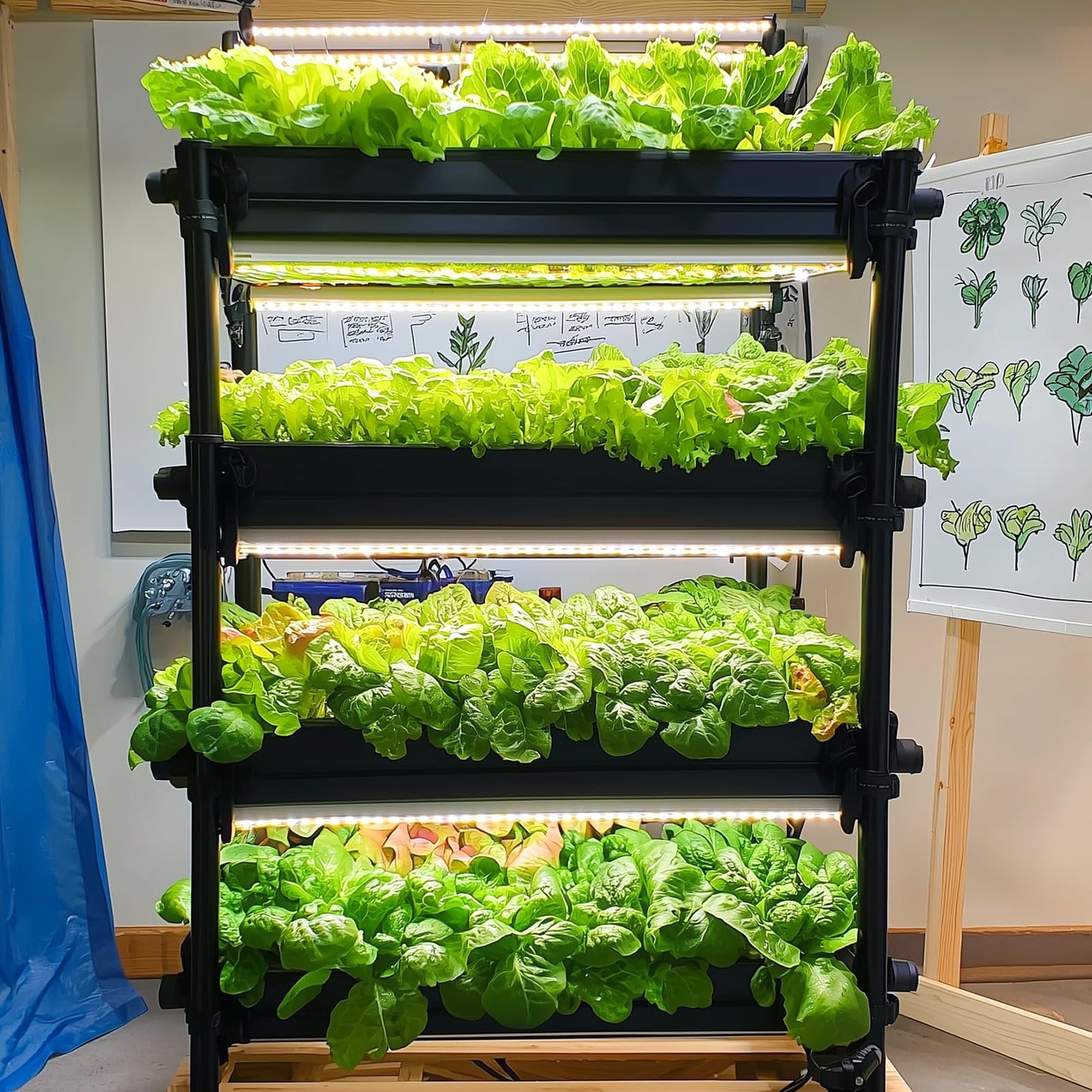 Non-GMO Heirloom Seeds 20,000+ Assorted Varieties available