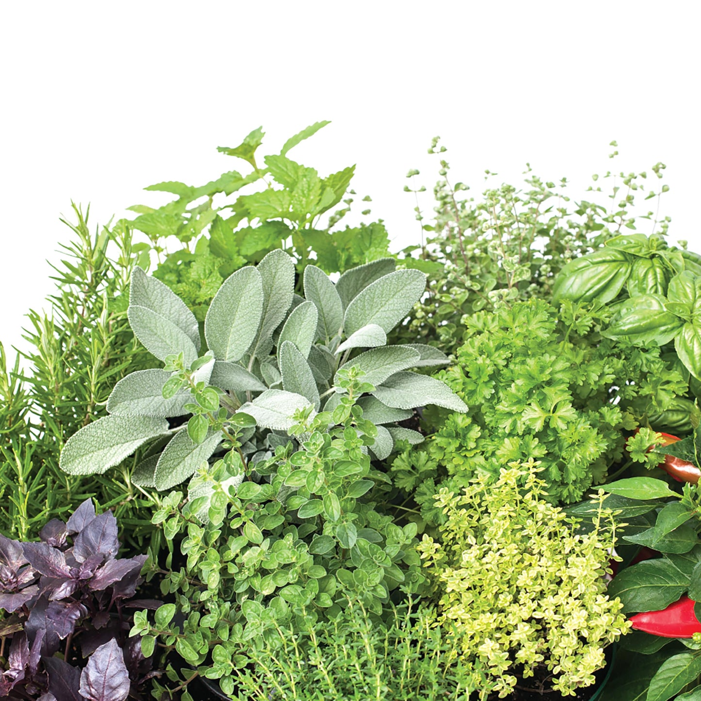 Granular Garden Fertilizer, Easy Plant Care Fertilizer for Vegetable Gardens and Tomato Plants