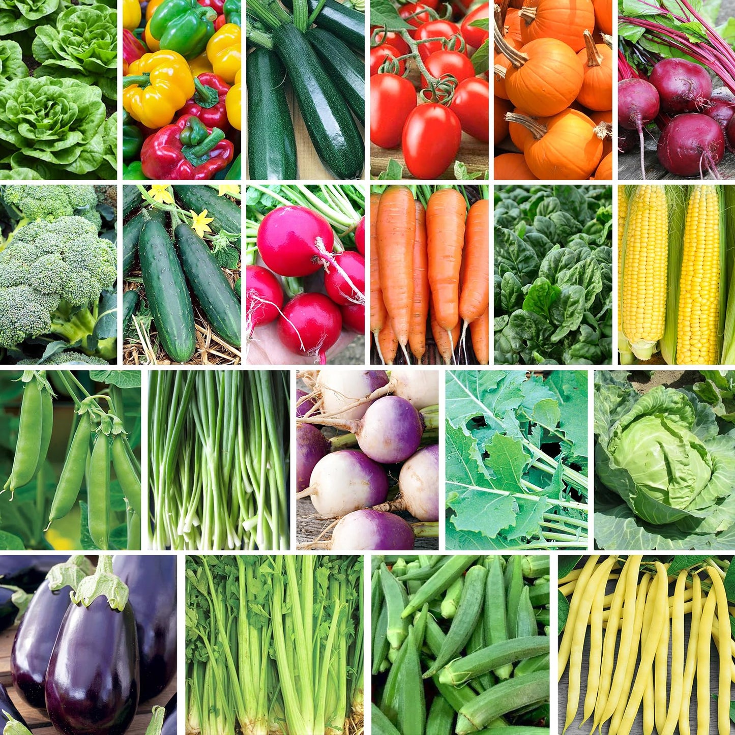 Non-GMO Heirloom Seeds 20,000+ Assorted Varieties available