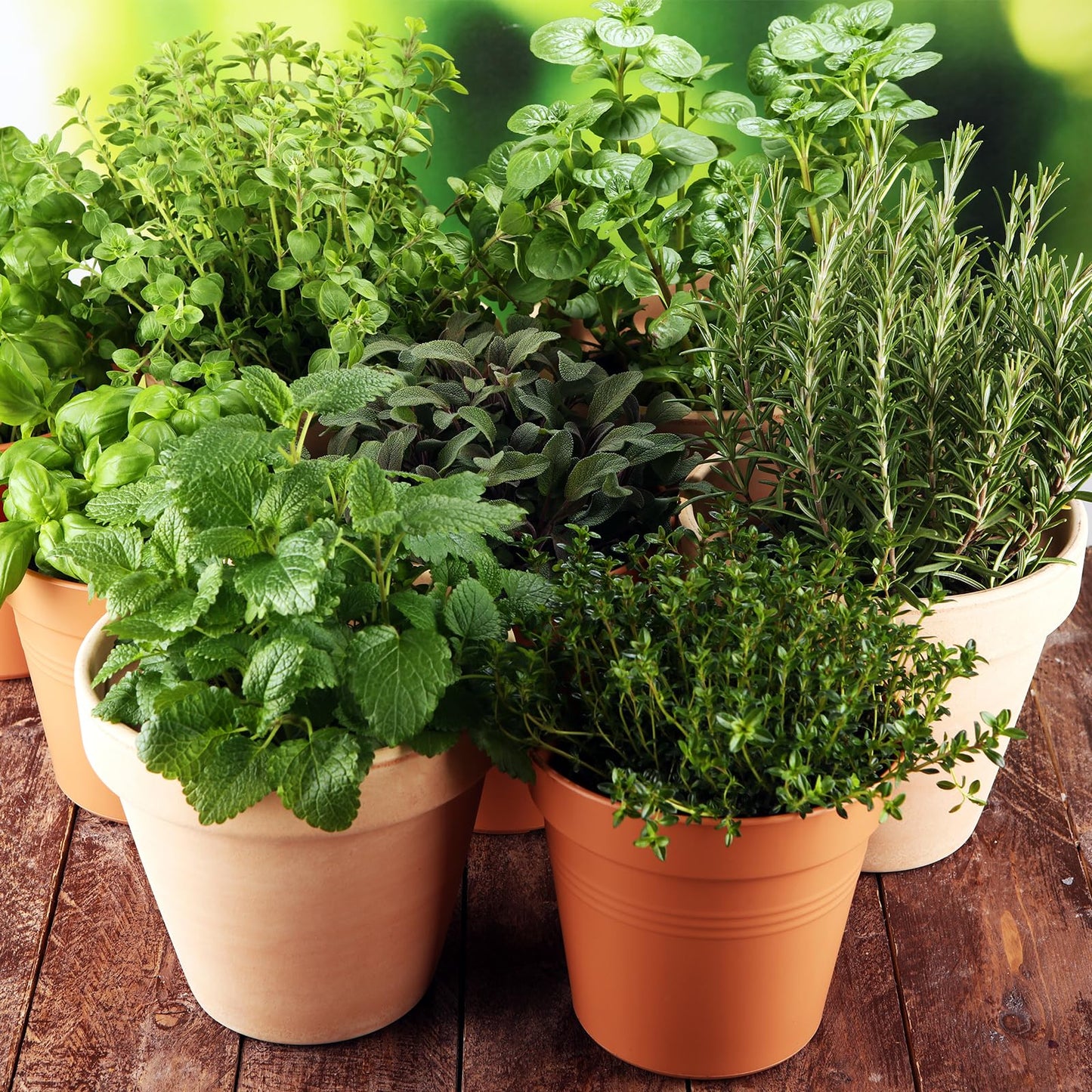 Non-GMO Heirloom Seeds 20,000+ Assorted Varieties available