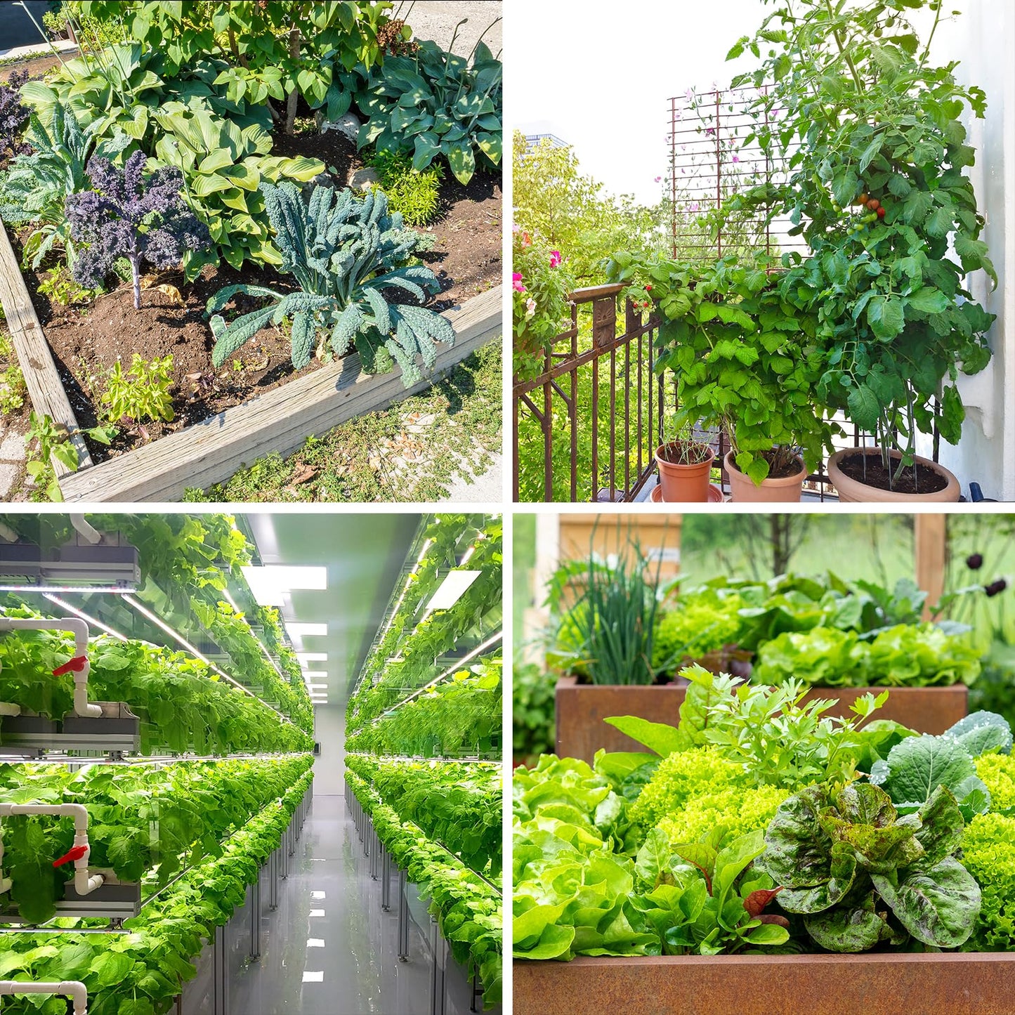 Non-GMO Heirloom Seeds 20,000+ Assorted Varieties available