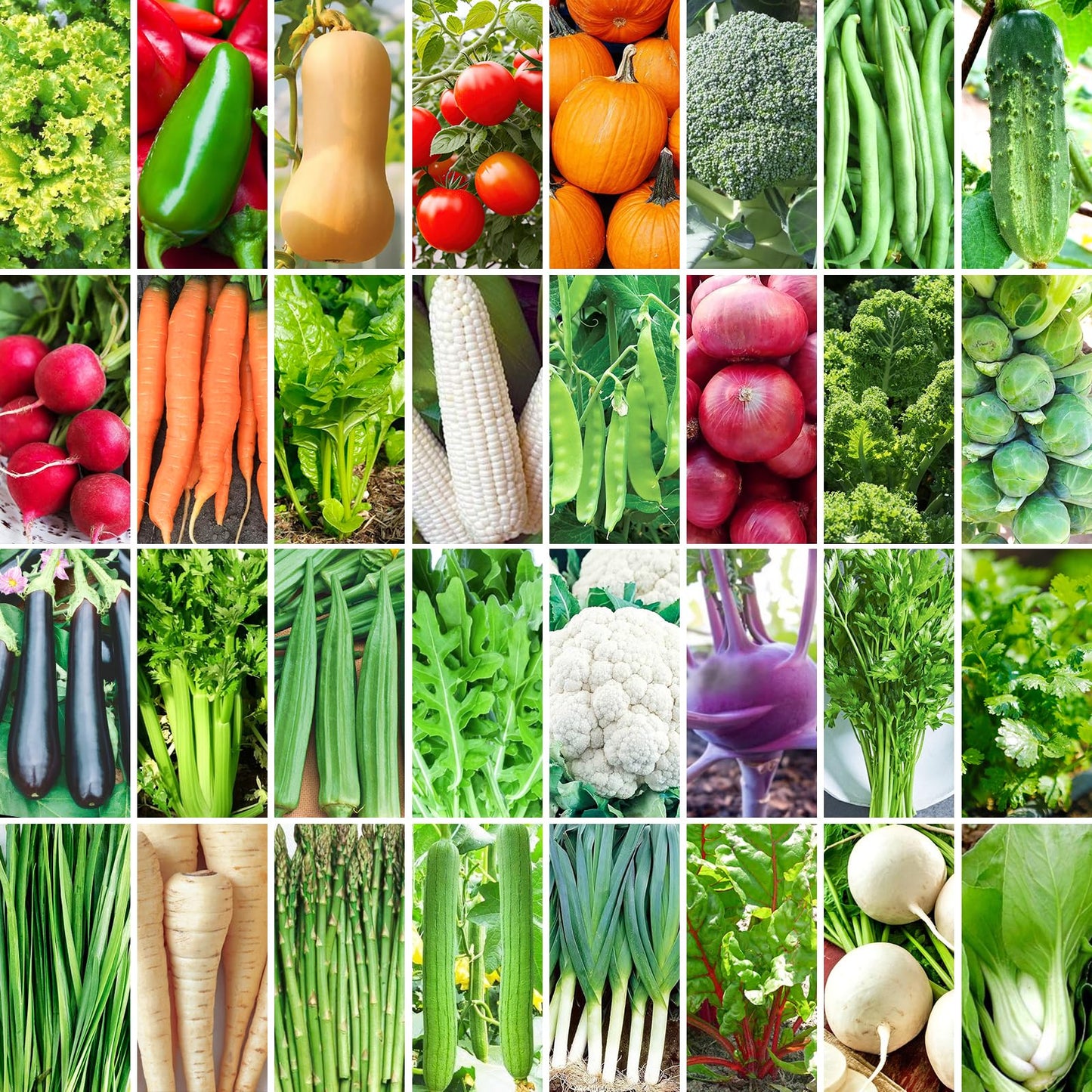 Non-GMO Heirloom Seeds 20,000+ Assorted Varieties available