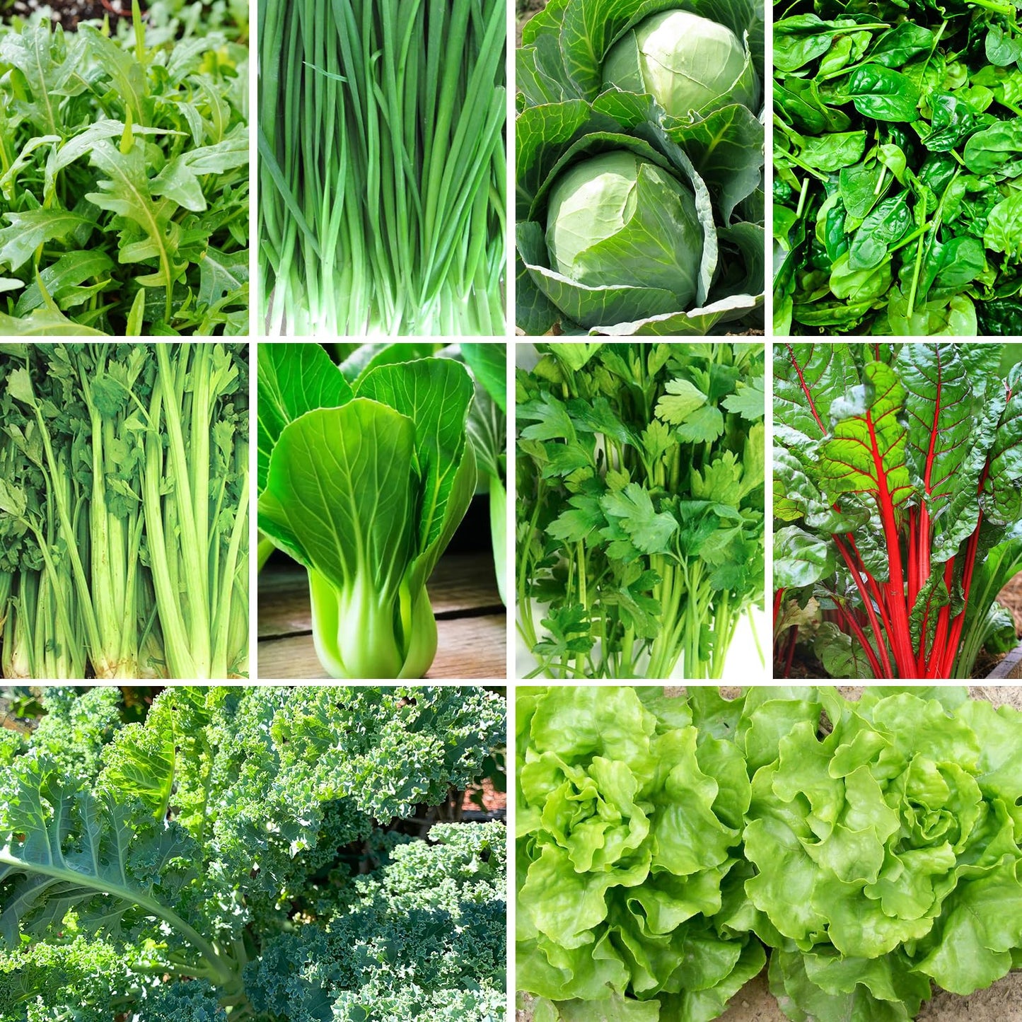 Non-GMO Heirloom Seeds 20,000+ Assorted Varieties available